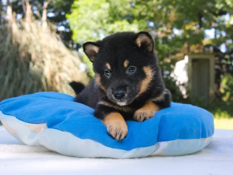 Shiba Inu Drako2
