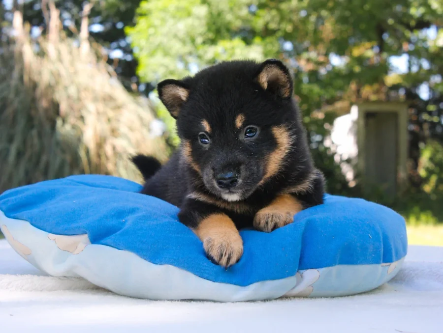 Shiba Inu Drako2