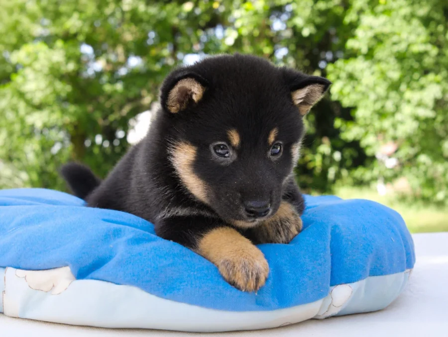 Shiba Inu Drako3