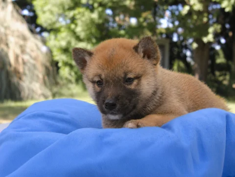 Shiba Inu Elvin1