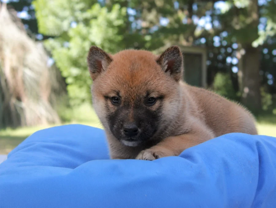 Shiba Inu Elvin2