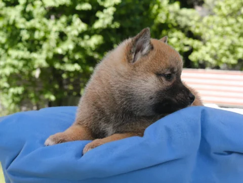 Shiba Inu Elvin3