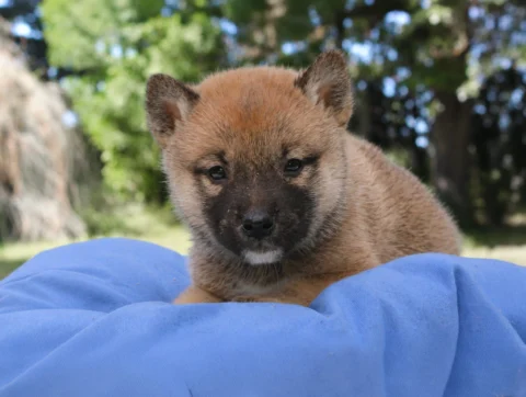 Shiba Inu Elvin4