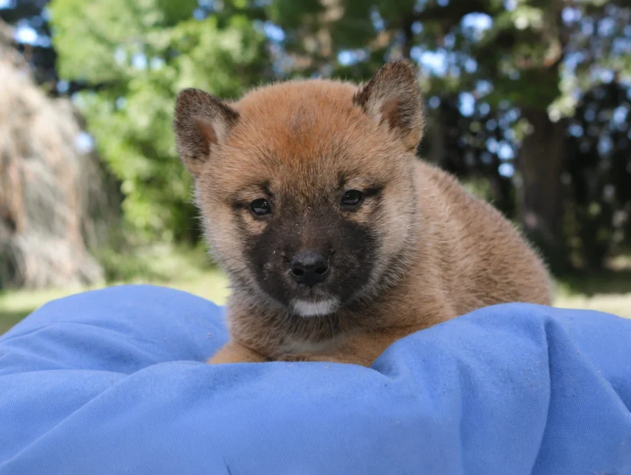 Shiba Inu Elvin4