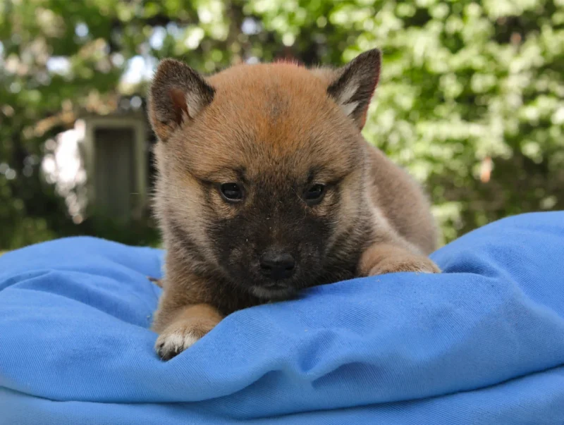 Cuccioli di Shiba Inu