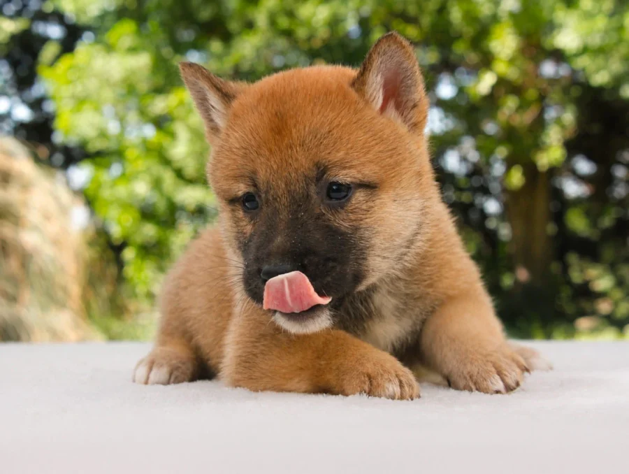 Shiba Inu Hera1