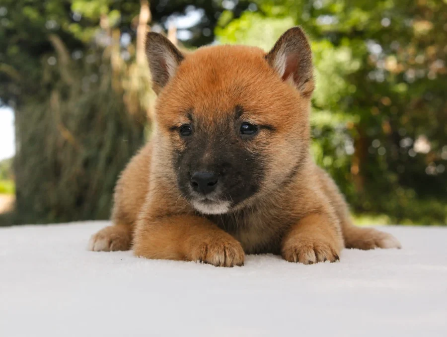 Shiba Inu Hera2