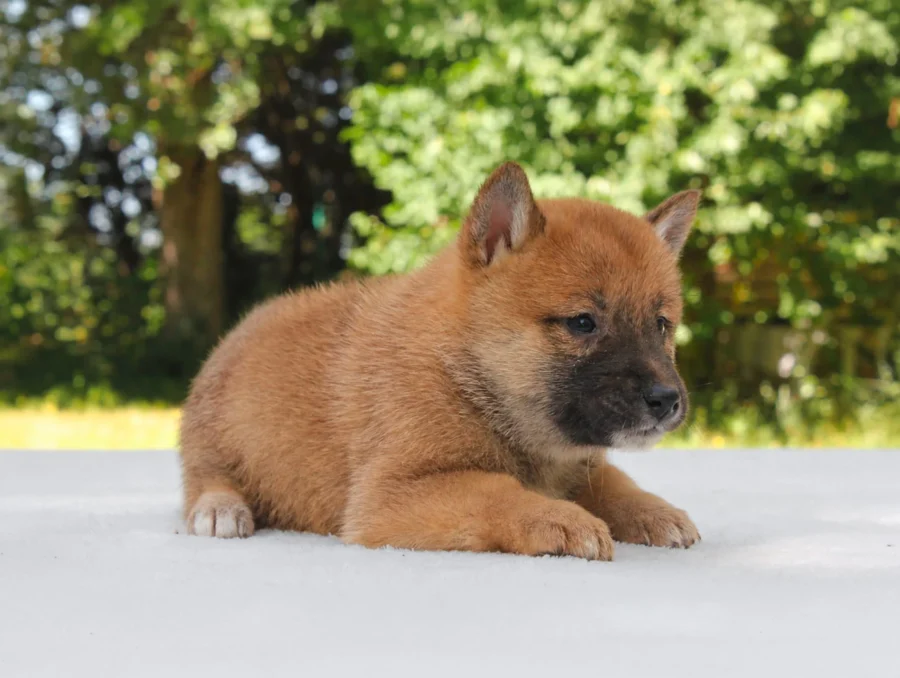 Shiba Inu Hera3
