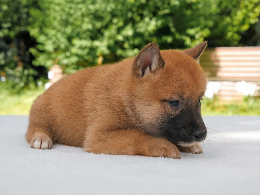 Shiba Inu Hera4