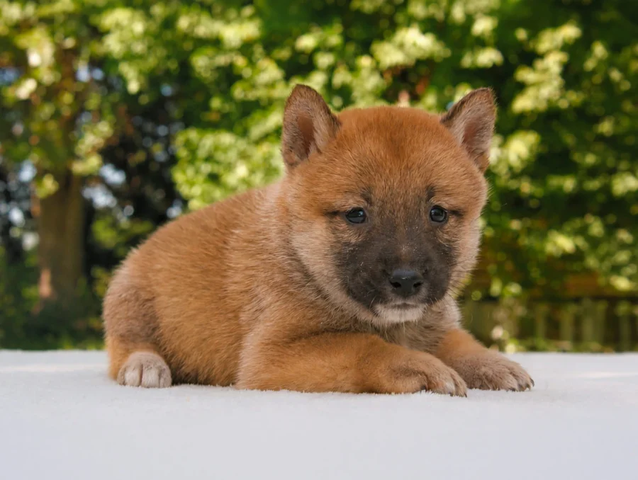 Shiba Inu Hera5