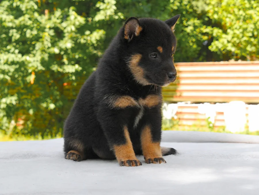 Shiba Inu Kessy1