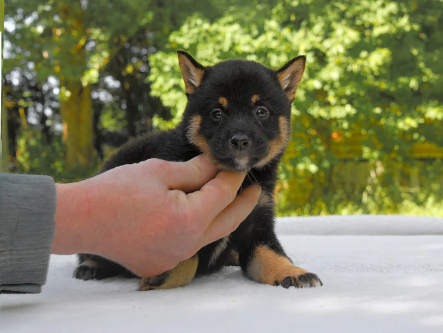Shiba Inu Kessy4