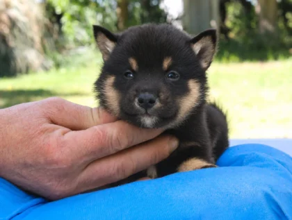 Shiba Inu Kiron1