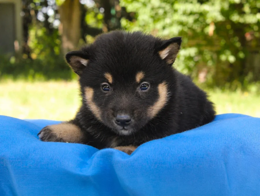 Shiba Inu Kiron2