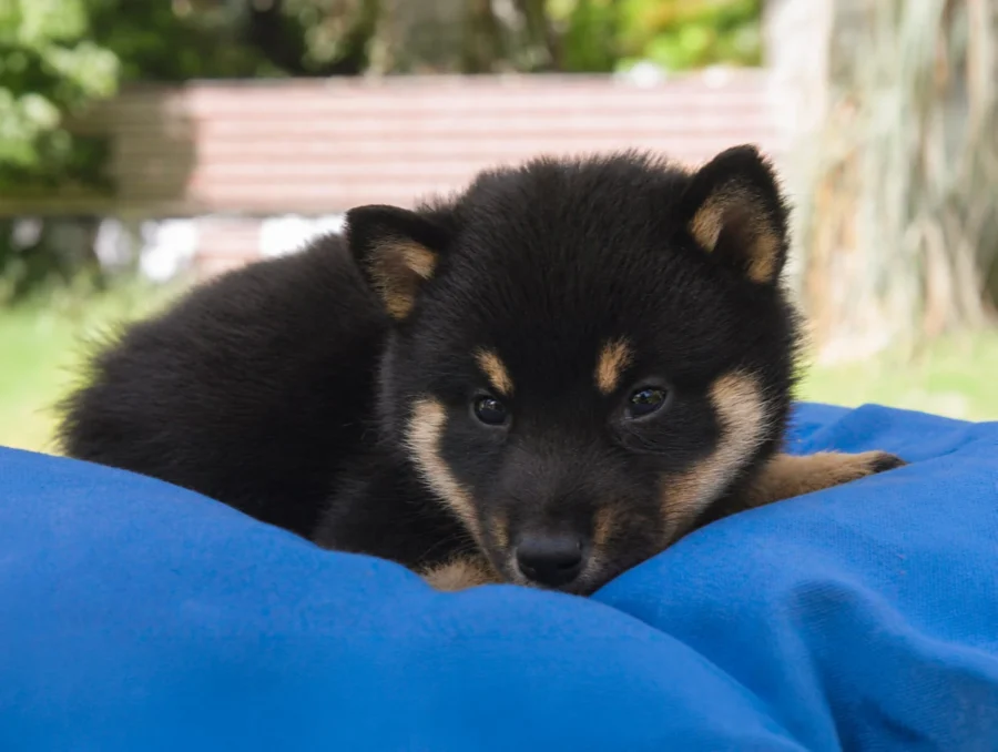 Shiba Inu Kiron3