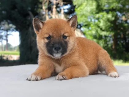 Shiba Inu Nisha1