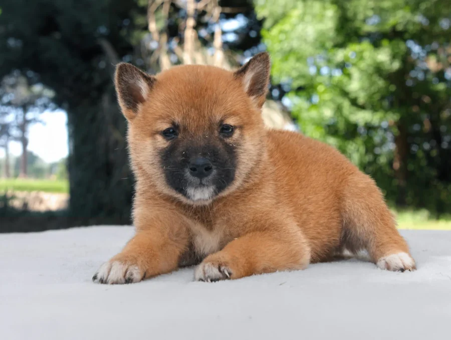 Shiba Inu Nisha1