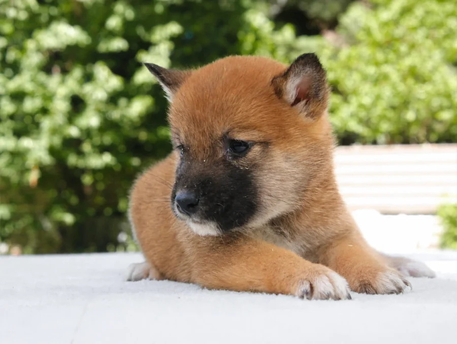 Shiba Inu Nisha2