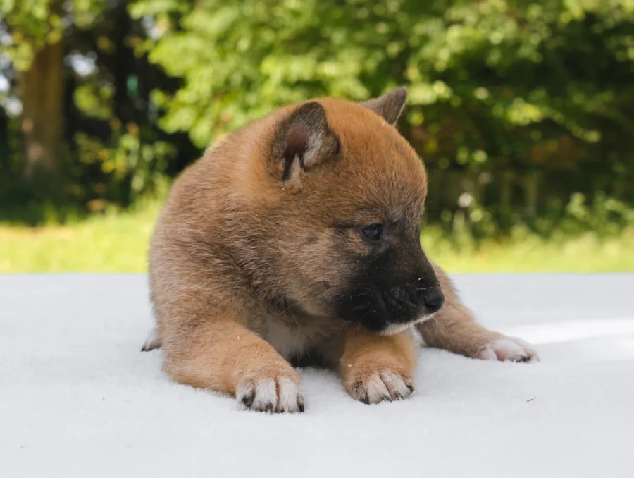 Shiba Inu Nisha3