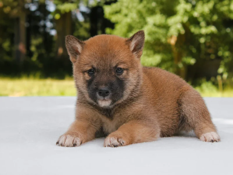 Shiba Inu Cuccioli