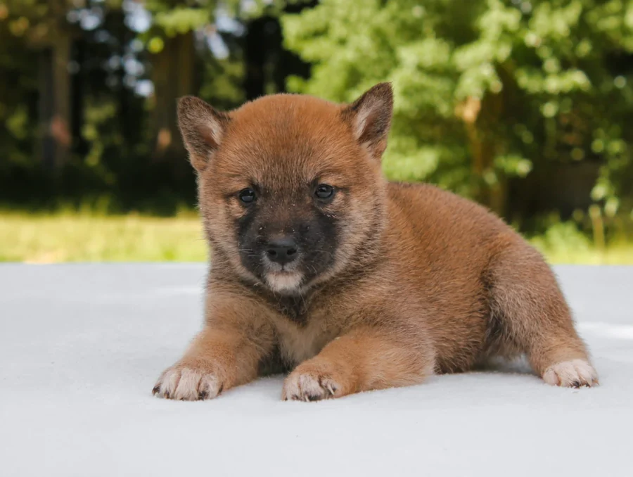 Shiba Inu Nisha4