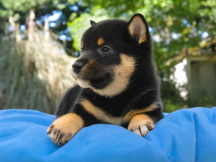 Shiba Inu Rayan1