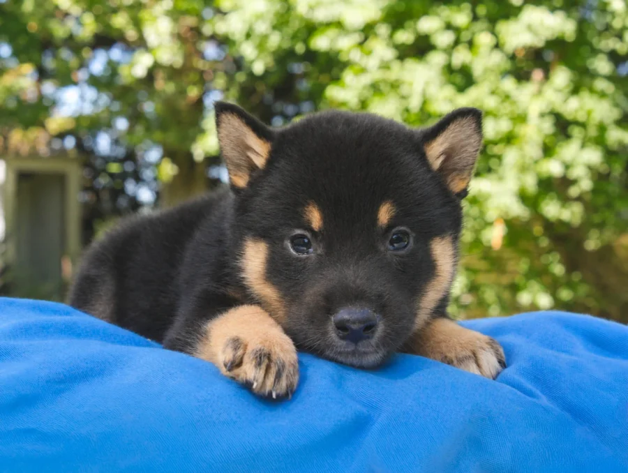 Shiba Inu Rayan2