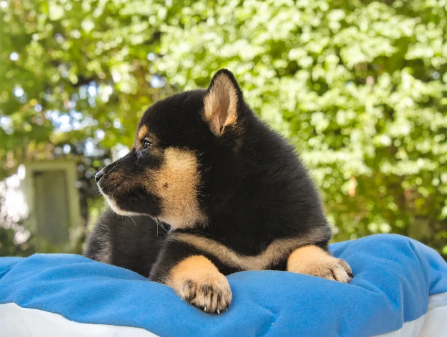 Shiba Inu Rayan3