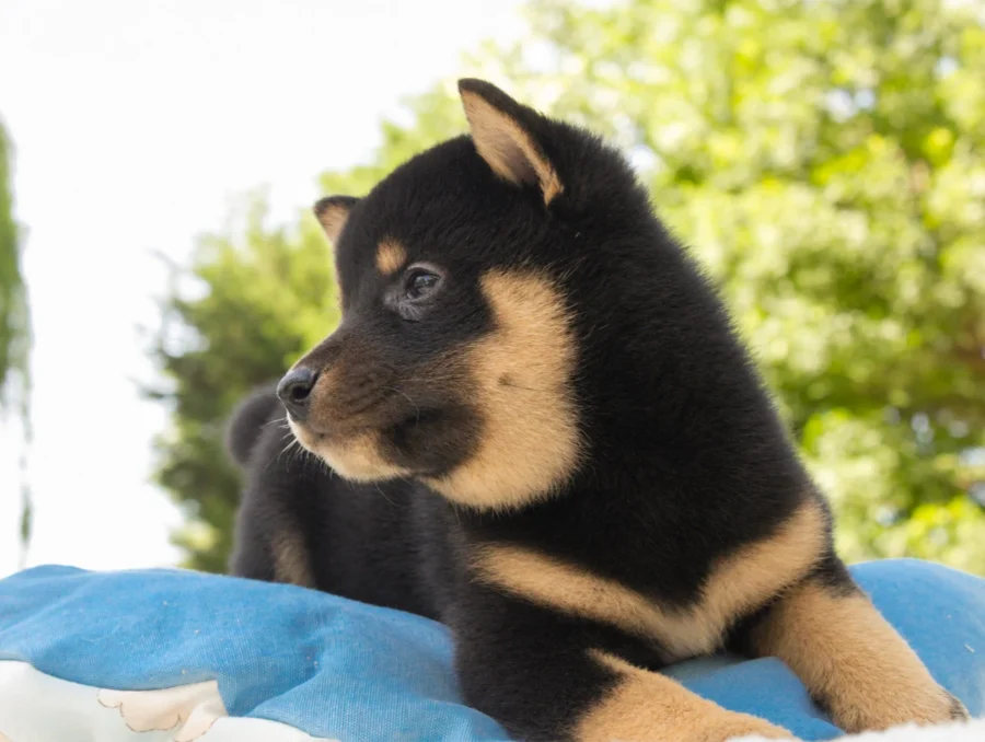 Shiba Inu Rayan4