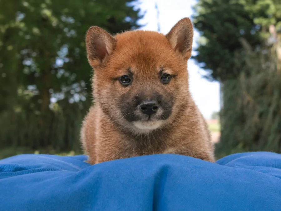 Shiba Inu Yoda1
