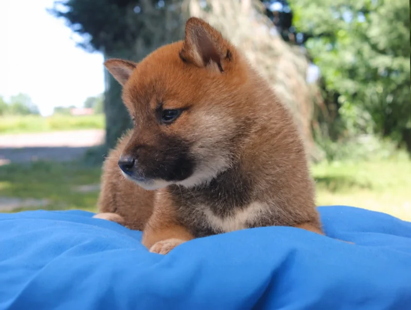 Shiba Inu Cuccioli