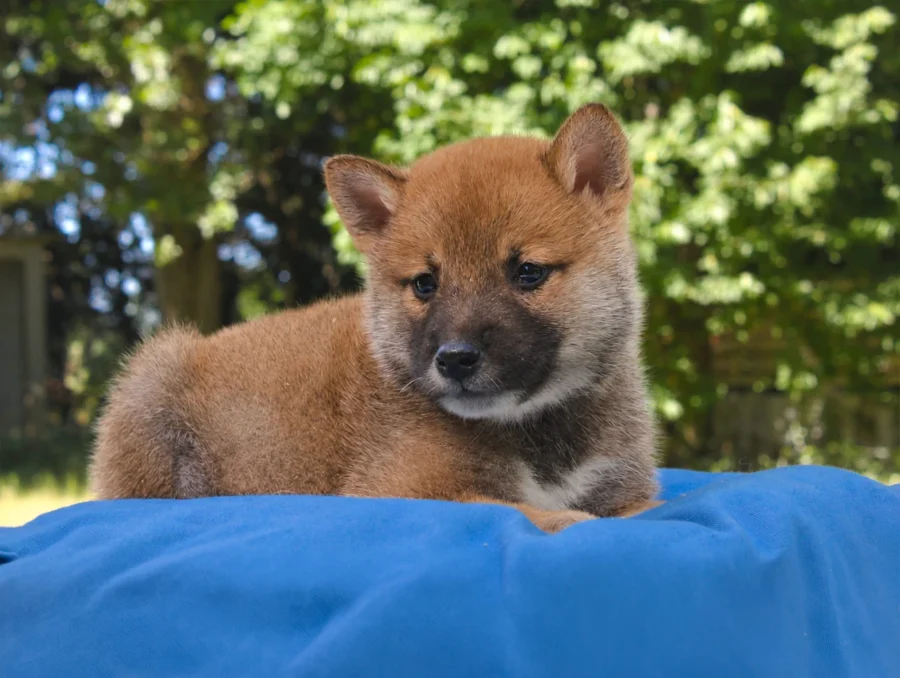 Shiba Inu Yoda3
