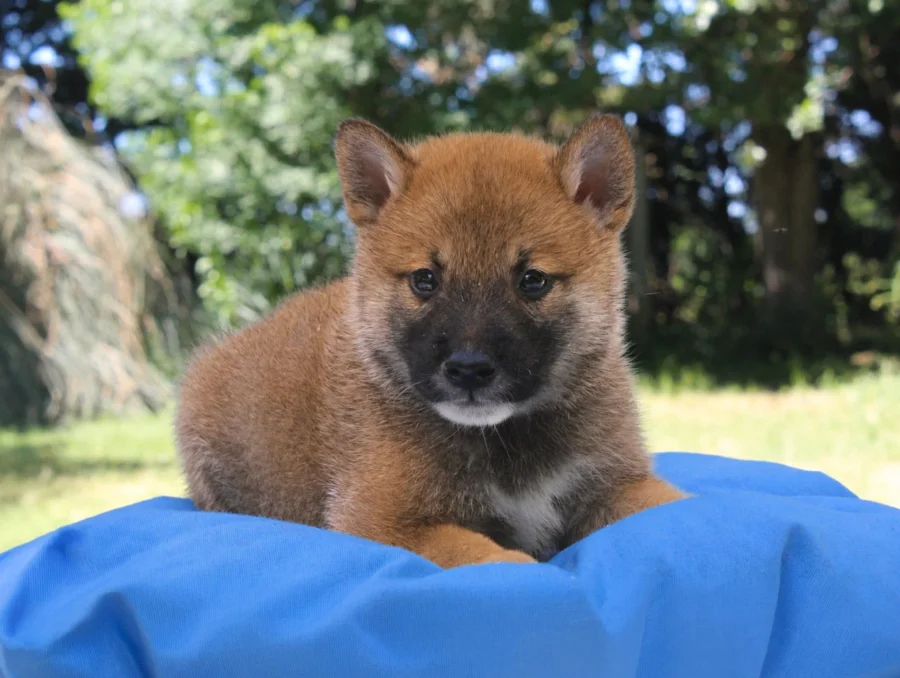 Shiba Inu Yoda4