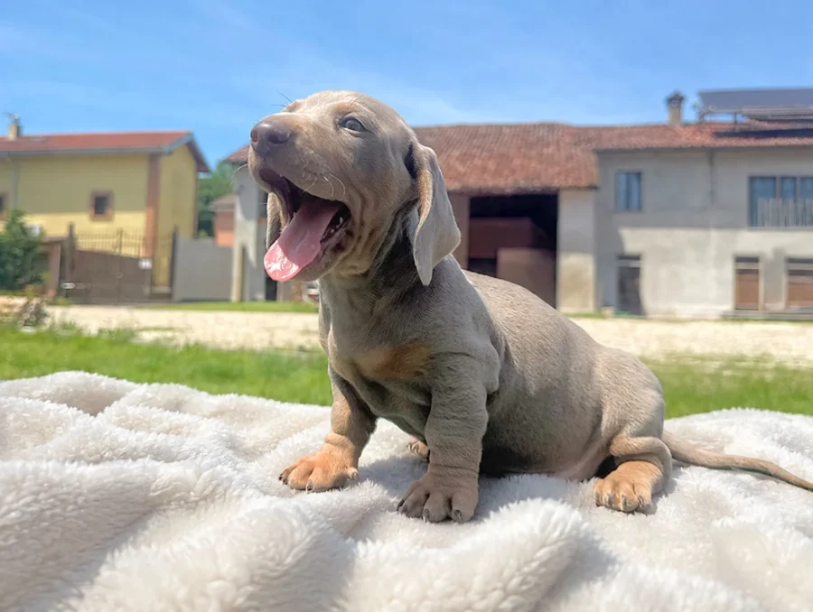 Bassotto Barty2