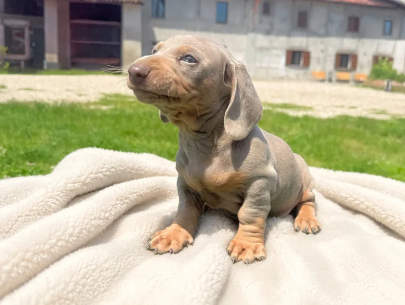 Vendita Cuccioli Bassotto