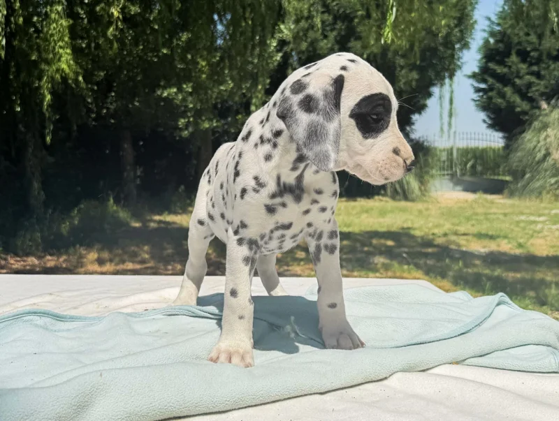 Allevamento Cuccioli Dalmata