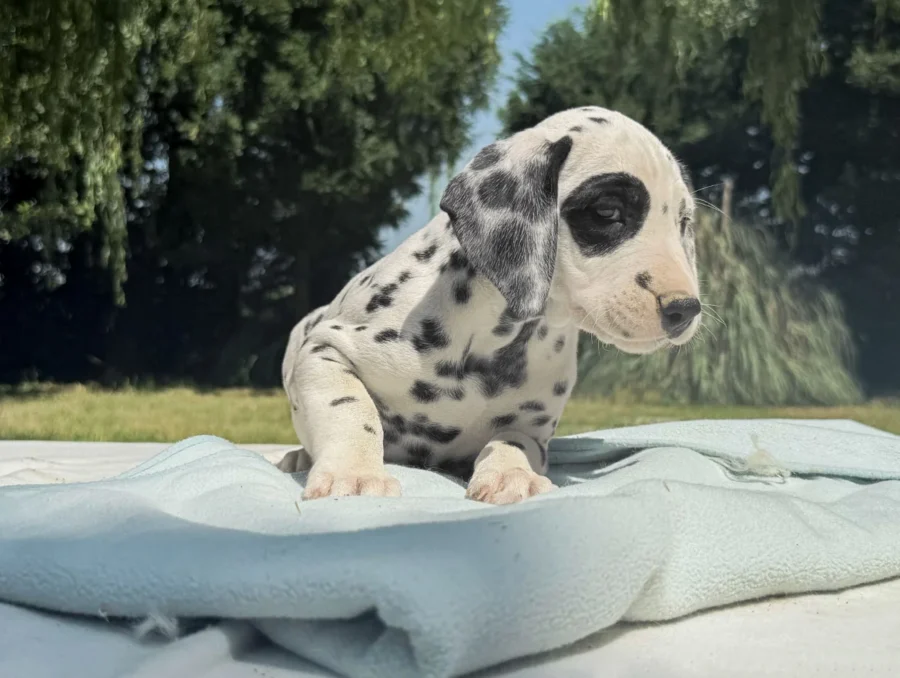 Allevamento Dalmata
