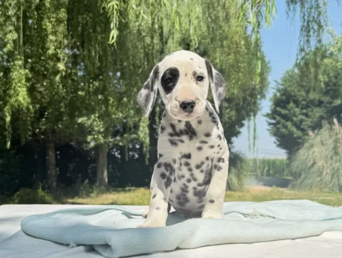 Cuccioli di Dalmata