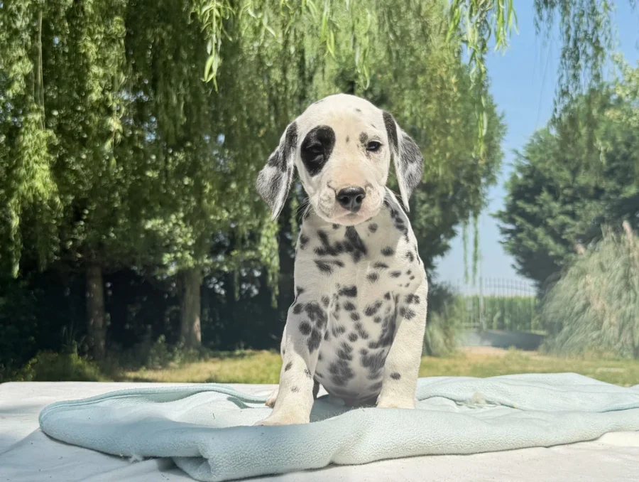 Cuccioli di Dalmata