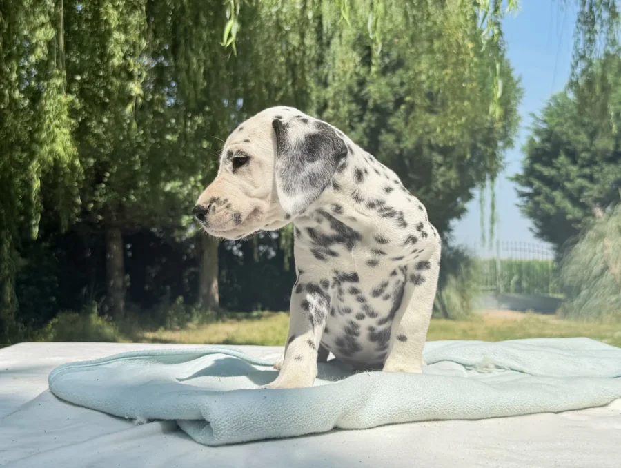 Dalmata Cuccioli