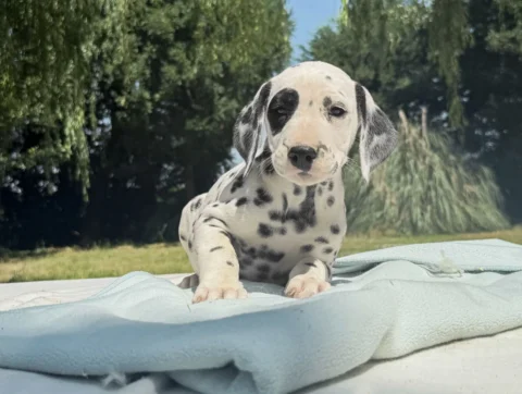 Vendita Cuccioli Dalmata