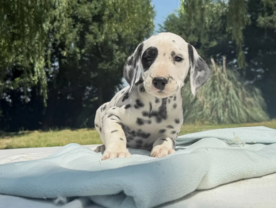 Vendita Cuccioli Dalmata