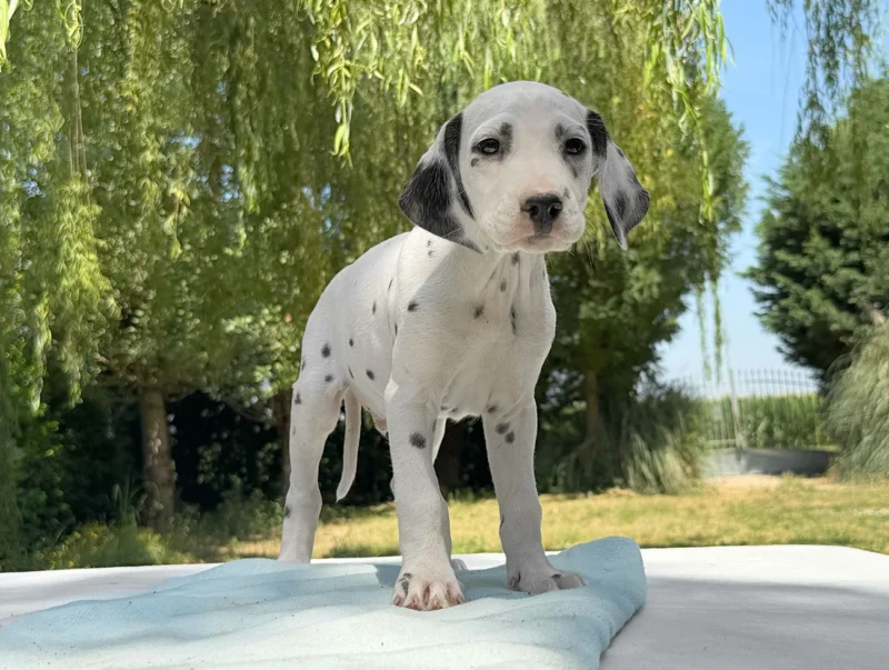 Cuccioli di Dalmata