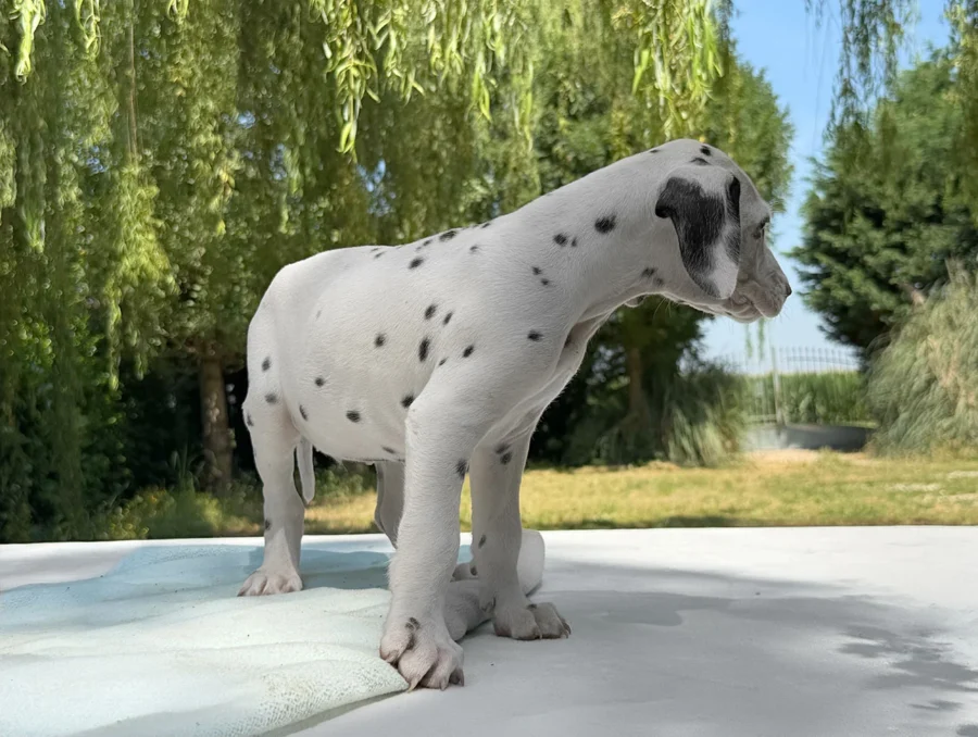 Dalmata Cuccioli