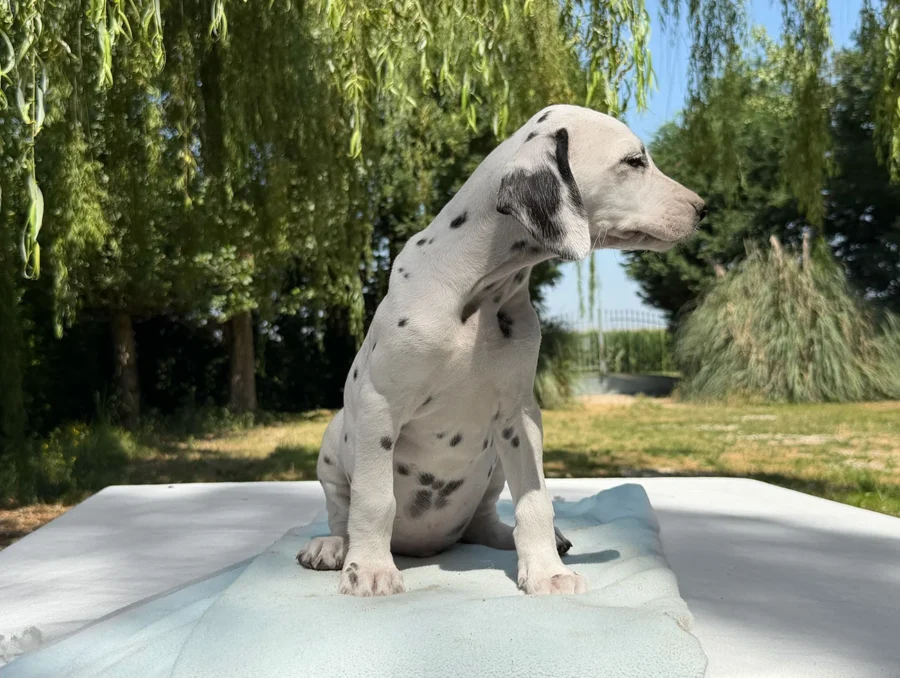 Vendita Cuccioli Dalmata