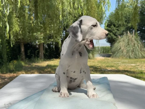 Cuccioli Dalmata