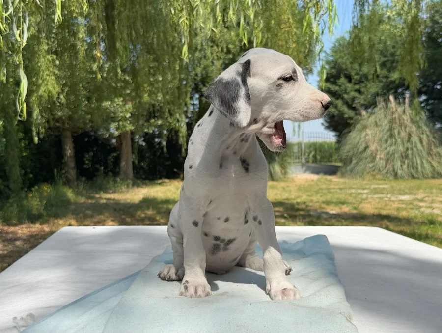 Cuccioli Dalmata