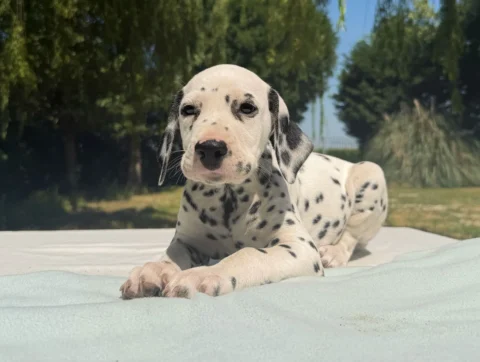 Dalmata Cuccioli
