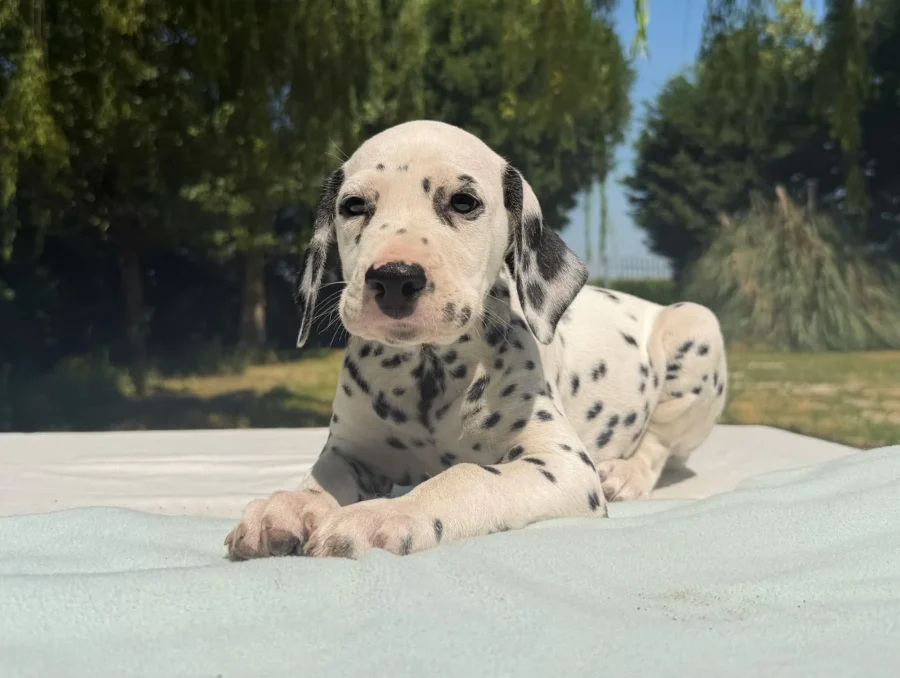 Dalmata Cuccioli