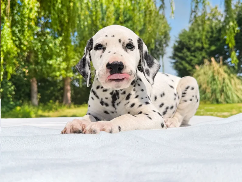 Allevamento Cuccioli Dalmata